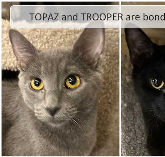 Photo of Topaz & Trooper