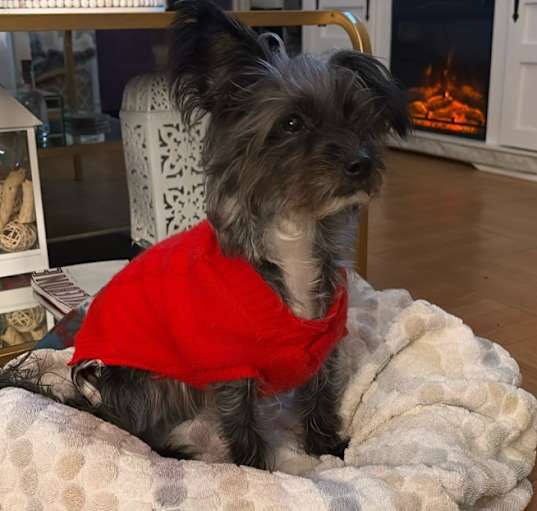 Photo of Lucy