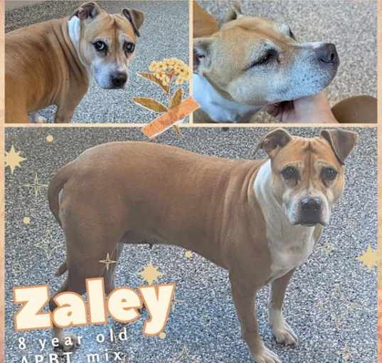 Photo of ZALEY