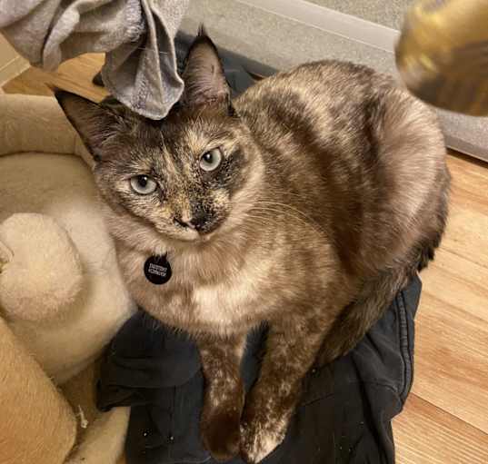 Photo of Bambi