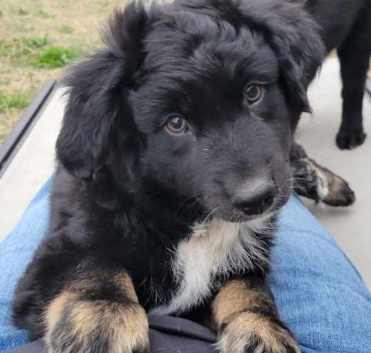 Photo of Baloo