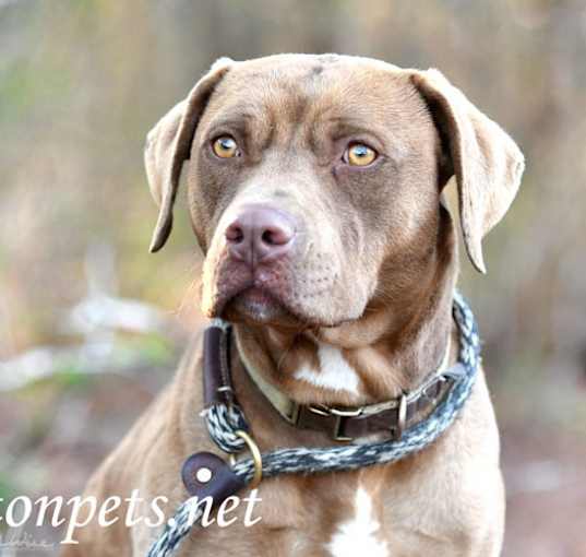 Photo of Josie #18364