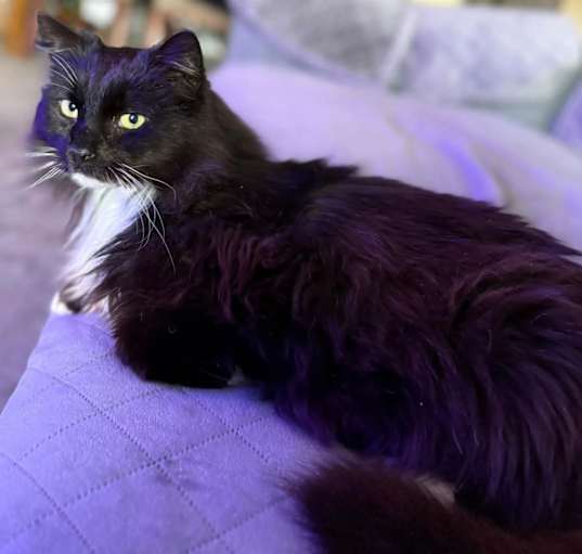 Photo of Precious