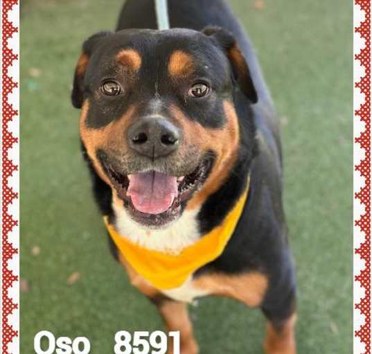 Photo of OSO