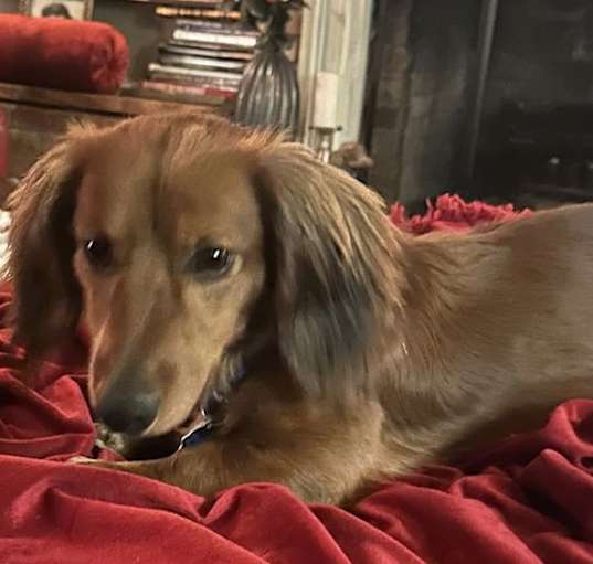 Photo of Bruno