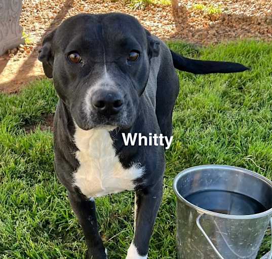 Photo of Whitty