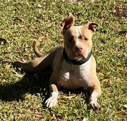 Photo of Dixie