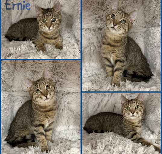 Photo of Ernie
