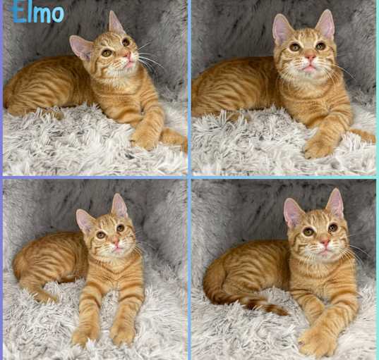 Photo of Elmo