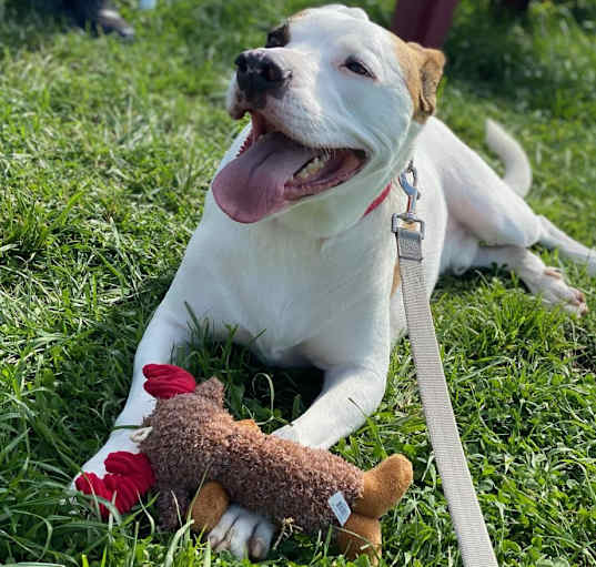 Photo of Petey