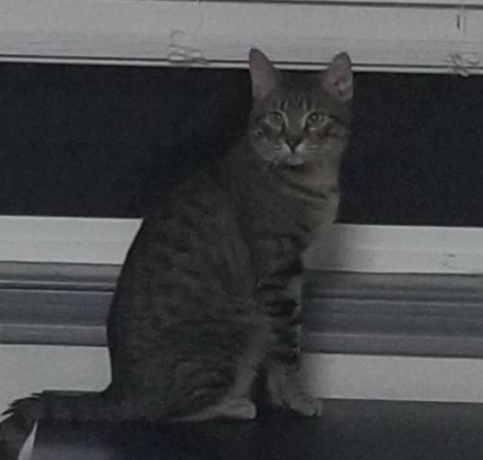 Photo of Nacho