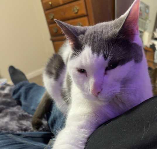 Photo of Oreo
