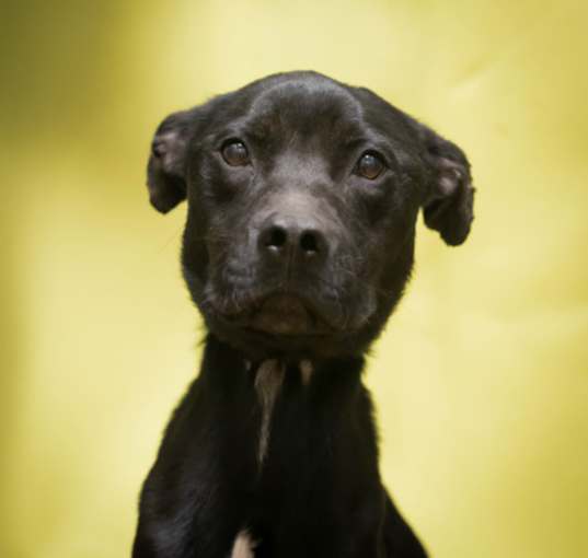 Photo of Shadow