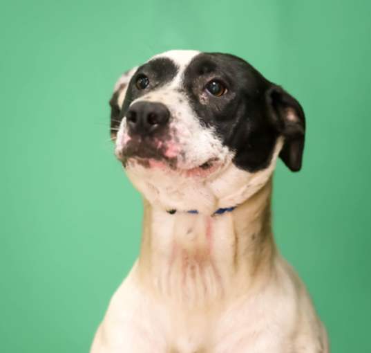 Photo of Daisy