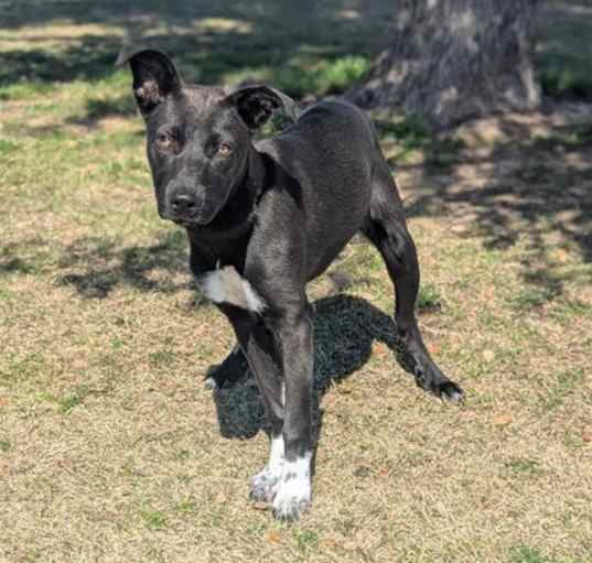 Photo of Tizzy