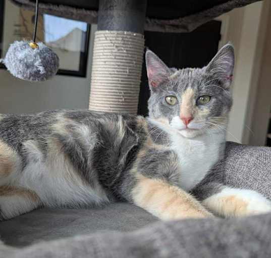 Photo of Nova