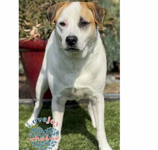 Photo of Patches