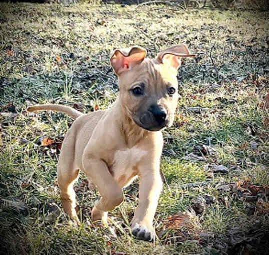 Photo of Thumper