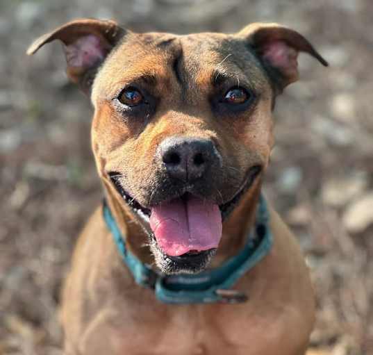 Photo of Brandy