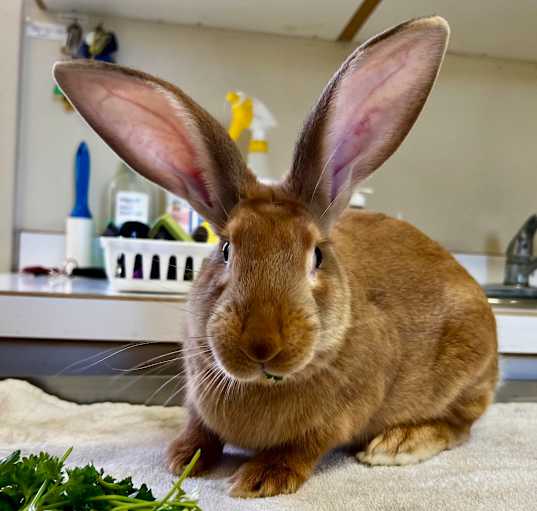 Photo of Dewey