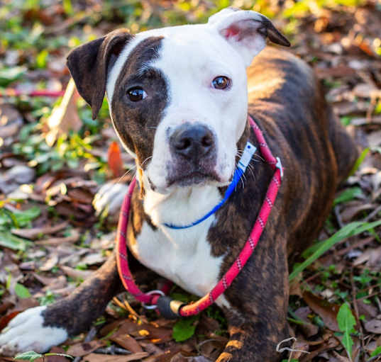Photo of Ace