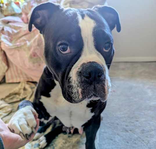 Photo of Millie