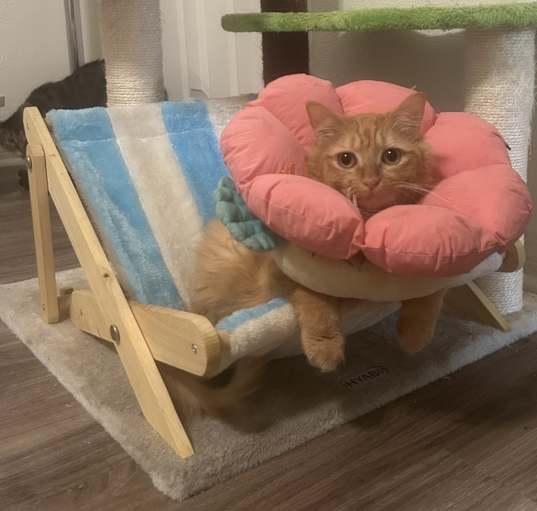 Photo of Cheddar