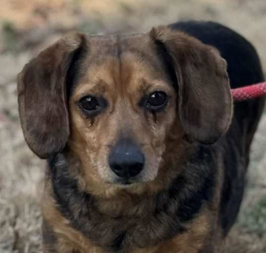 Photo of Bocephus