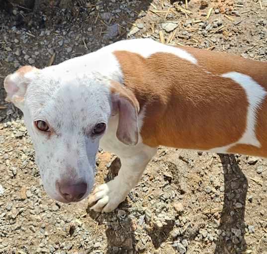 Photo of Skye