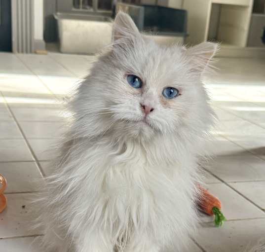 Photo of Sweet Snow White - Deaf Beauty