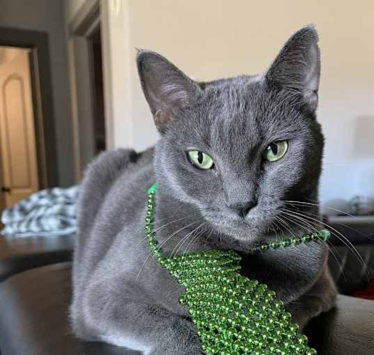 Photo of Gracie