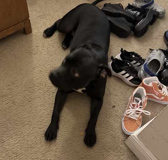 Photo of Harley