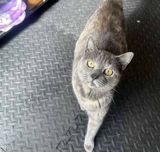 Photo of Kitty