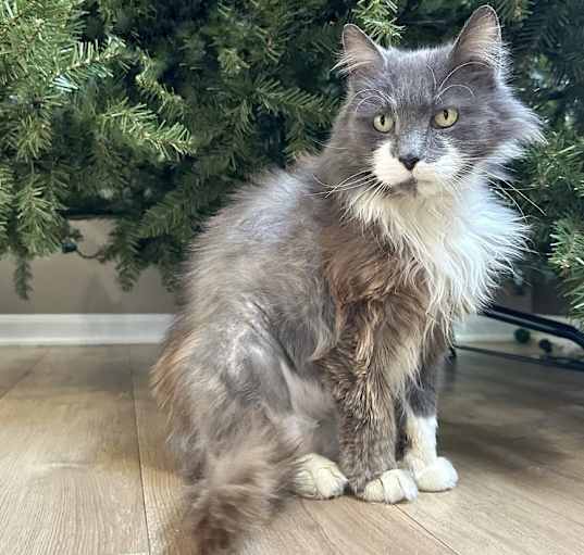 Photo of Blanche Kitty