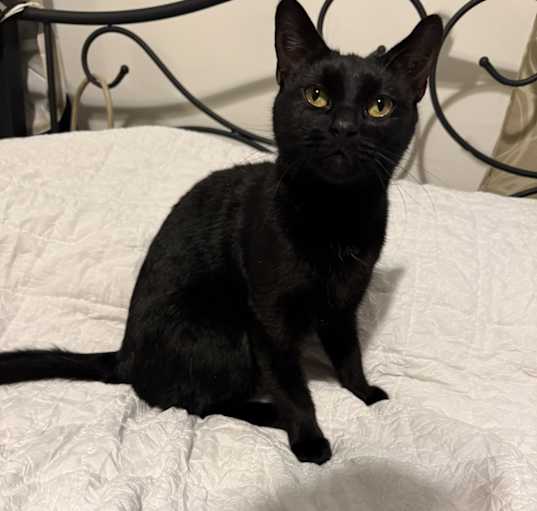 Photo of Tibby