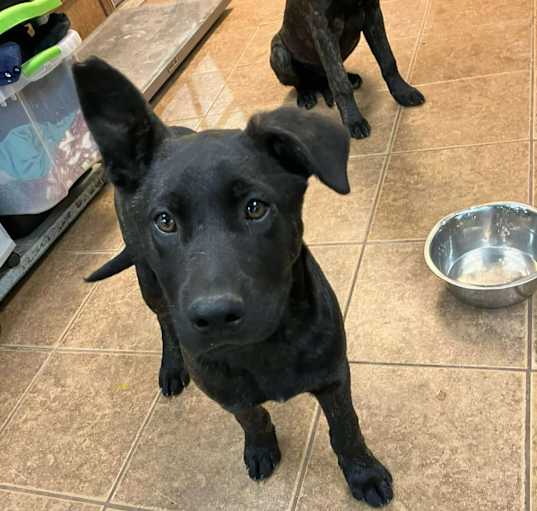 Photo of Cobalt