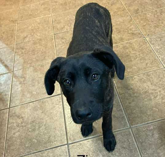 Photo of Zinc