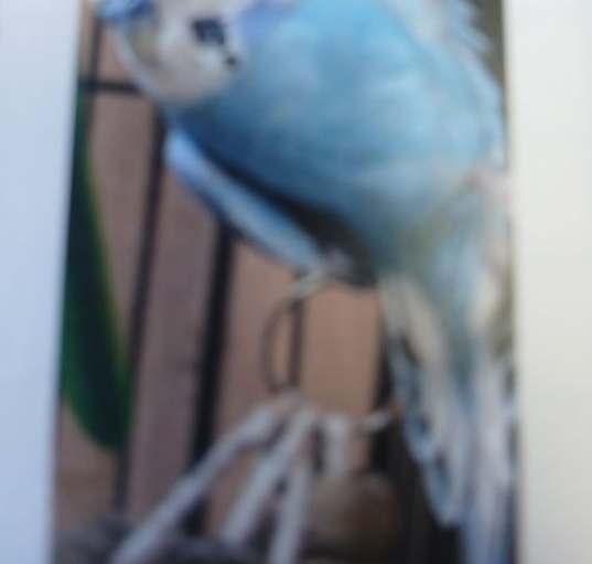 Photo of Snowball