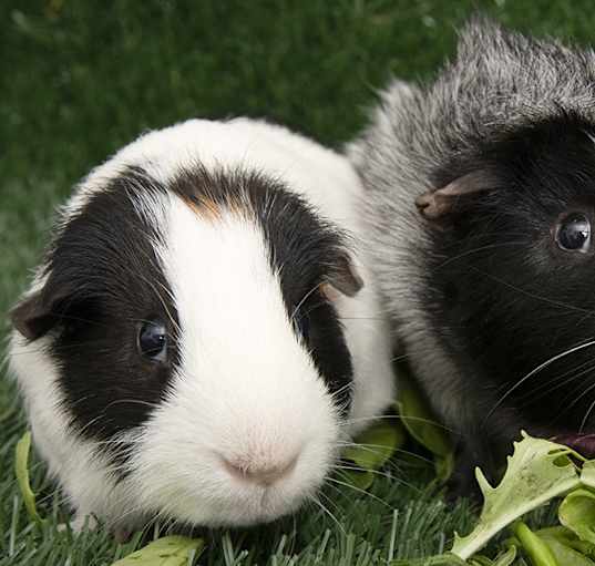 Photo of Connelly and Prior
