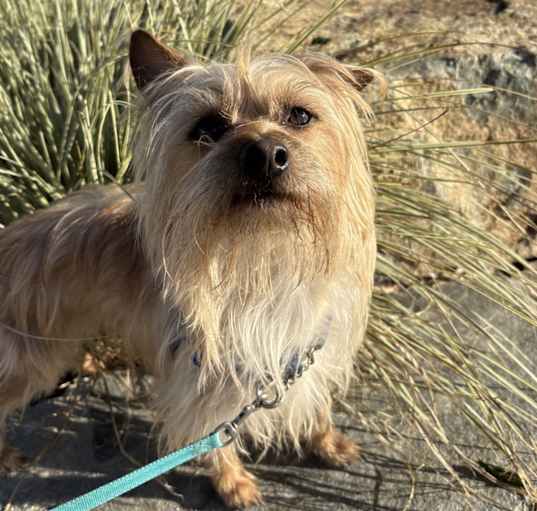 Photo of Binny – The Adventurous and Playful Pup!