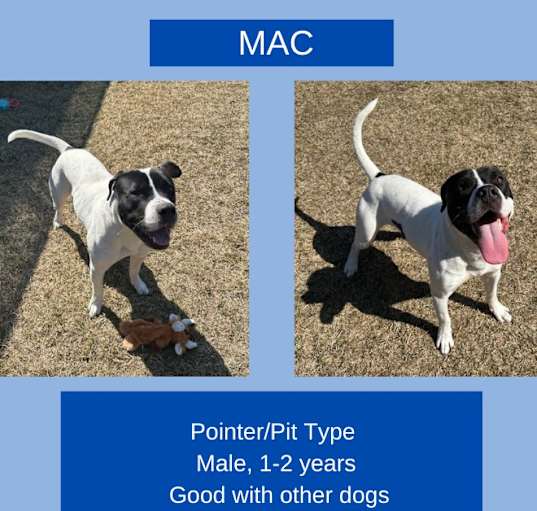 Photo of Mac
