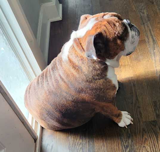 Photo of Meatball