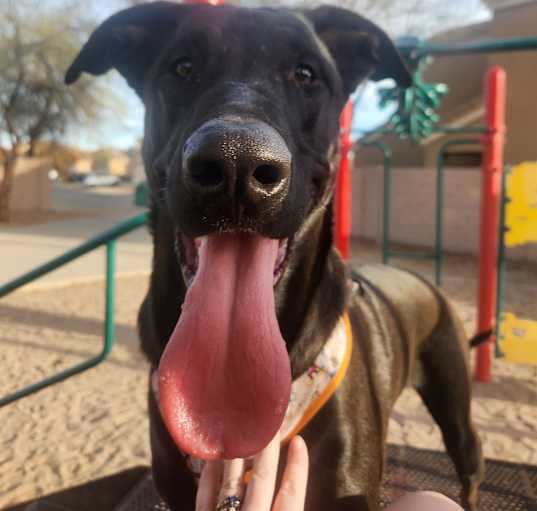 Photo of Apollo