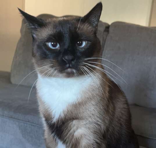 Photo of Lily