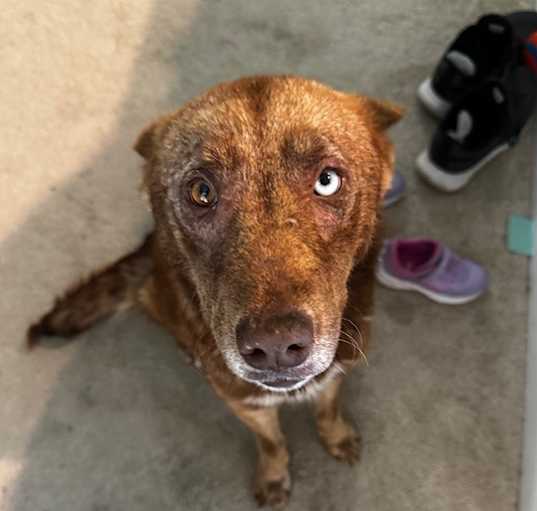 Photo of Luna
