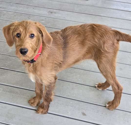 Photo of Sadie