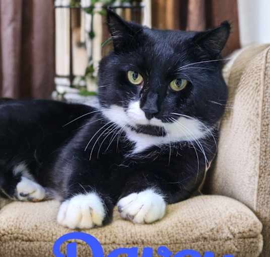 Photo of Davey