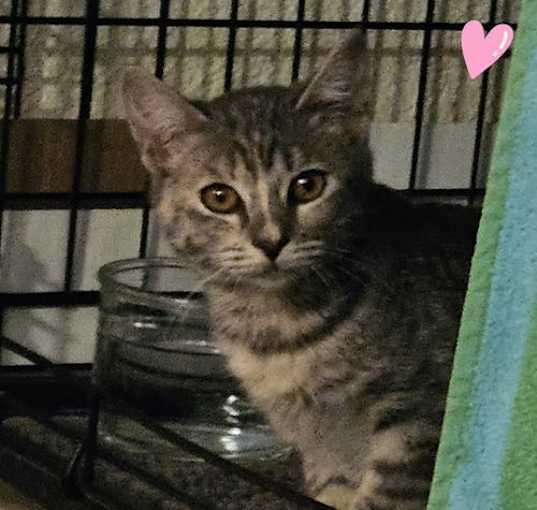 Photo of Lilac ( SC)