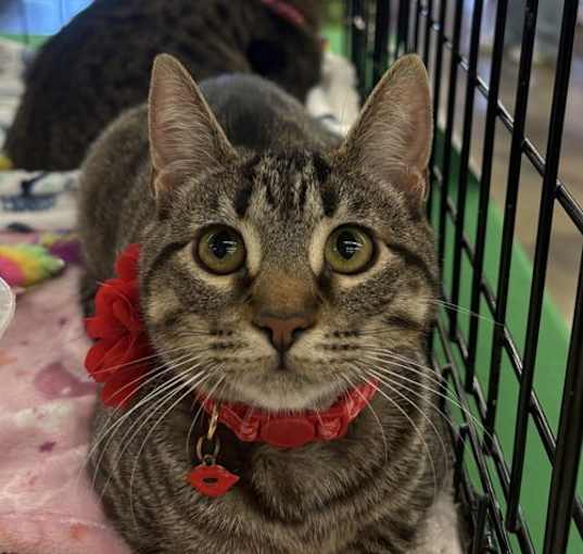 Photo of Lulu