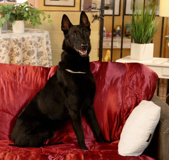 Photo of Milo